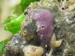 Haliclona implexiformis