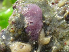 Haliclona implexiformis