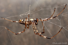 Nephilingis cruentata