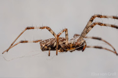 Nephilingis cruentata