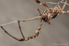 Nephilingis cruentata