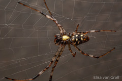 Nephilingis cruentata