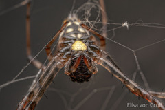 Nephilingis cruentata