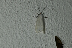 Pygarctia roseicapitis