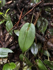 Pleurothallis killipii