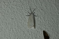 Pygarctia roseicapitis
