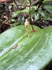 Pleurothallis killipii