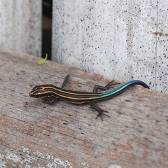 Plestiodon latiscutatus