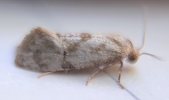 Platphalonidia felix