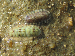 Ischnochiton striolatus