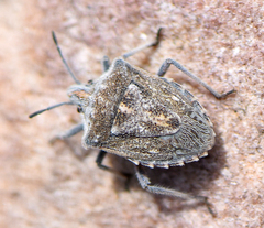 Prionosoma podopioides