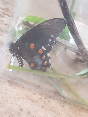 Battus philenor