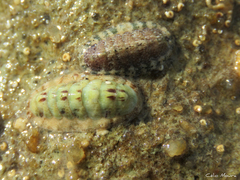 Ischnochiton striolatus