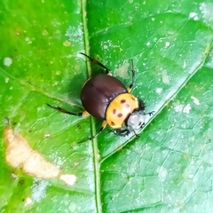 Canthon triangularis