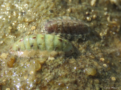 Ischnochiton striolatus