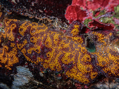 Botrylloides leachii