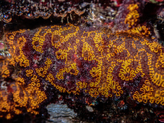 Botrylloides leachii