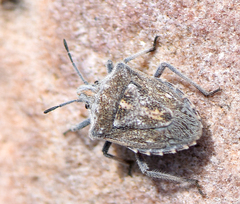 Prionosoma podopioides