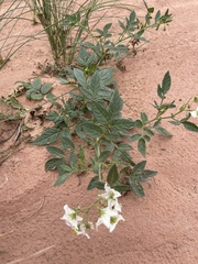 Solanum jamesii