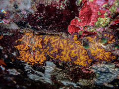 Botrylloides leachii