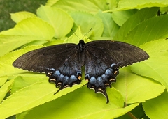Papilio glaucus