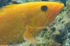 Island Grouper photo 3