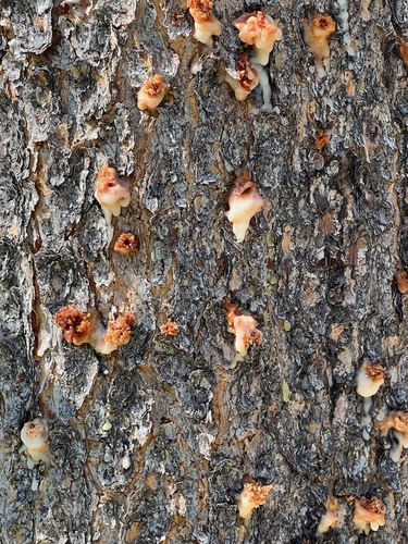 iNaturalist observation photo of Bark and Ambrosia Beetles