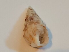 Cerithium atratum