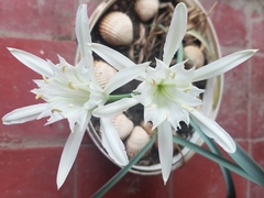 Pancratium maritimum