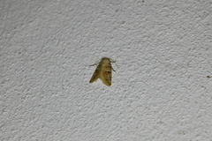 Diastema tigris