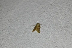 Diastema tigris