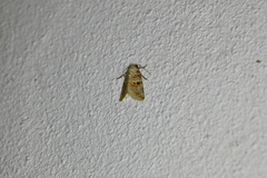 Diastema tigris
