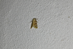 Diastema tigris