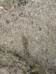 Cottus cognatus