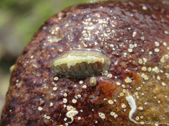 Ischnochiton striolatus