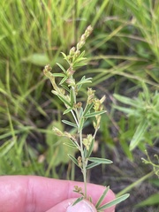 Lespedeza leptostachya