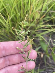 Lespedeza leptostachya