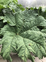 Gunnera manicata