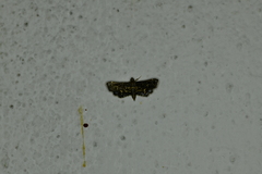 Eurrhyparodes lygdamis
