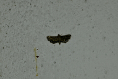 Eurrhyparodes lygdamis