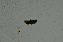Eurrhyparodes lygdamis