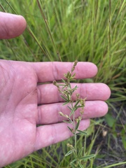 Lespedeza leptostachya