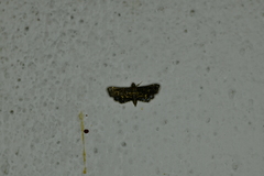 Eurrhyparodes lygdamis