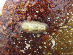 Ischnochiton striolatus