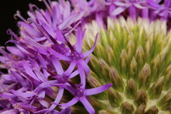 Chresta sphaerocephala