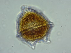 Peridinium limbatum