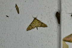 Epipagis disparilis