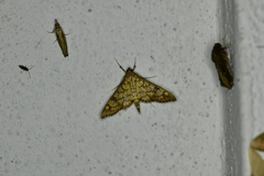 Epipagis disparilis
