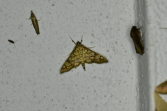 Epipagis disparilis