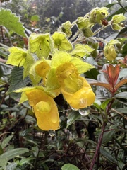 Calceolaria perfoliata